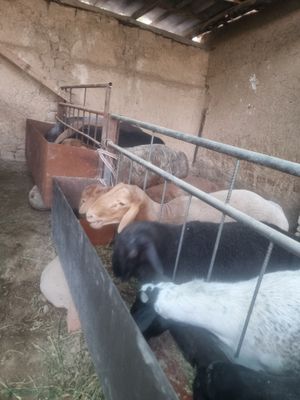 Qurbonlik aqiqa zotga qochqorlar bor