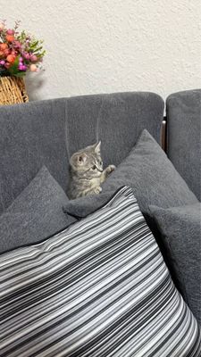 Шотландская кошка (Scottish Fold) – ласковая и ухоженная
