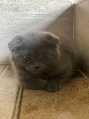 Кошка горантированный