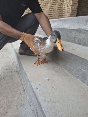 O'rdak 3ta 2,3oyli