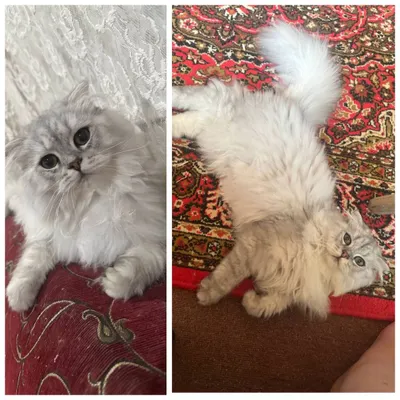 Продаю скотиш фолд