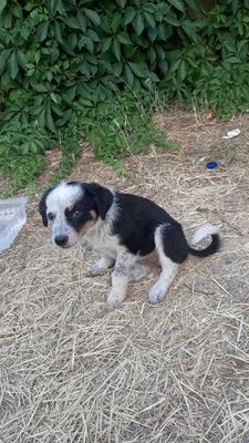 Пристраивается щенок , самка , около 2х месяцев.