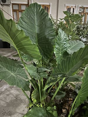 Gullar sotiladi kelishilgan narxda