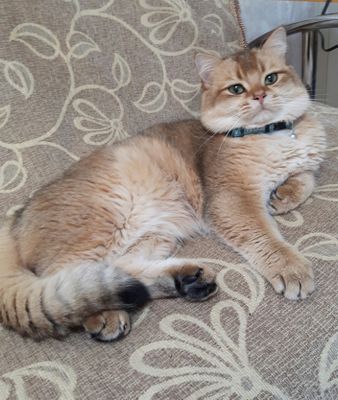 Кот золотая шиншилла приглашает кошек на вязку