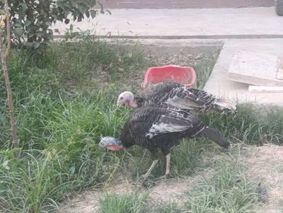 Kurka sotamiza uyda qarab boqilgan