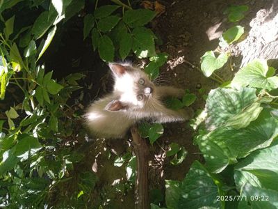 Продаем 2 месячных котят
