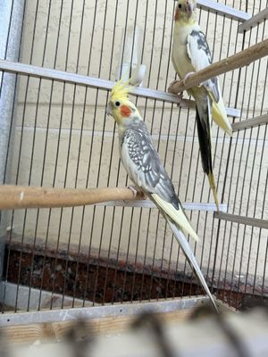 Karela para qushlar