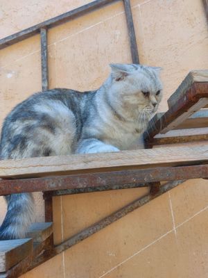 британский фолд шиншила виязка учун соглом