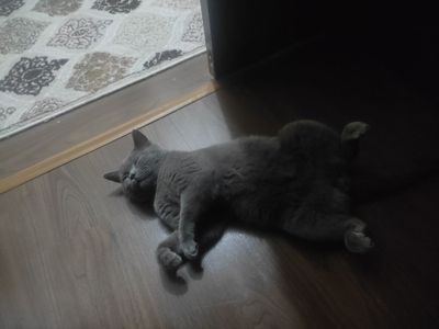 Продается кот, скотиш страйт