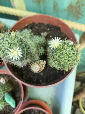 Красивые цветы из дома