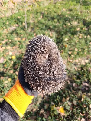 tipratikon sotilad narx 50.000