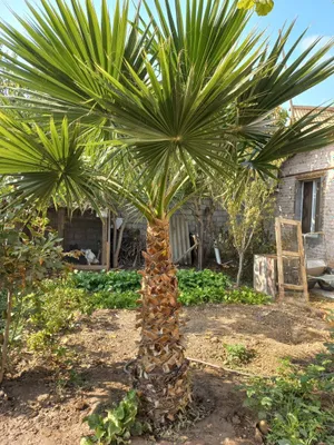 продаю пальму