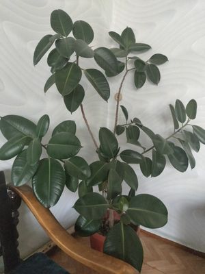 Фикус. Высота горшка 30 см. Высота цветка 1,80 см