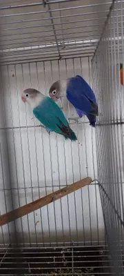 Попугай привозные пары