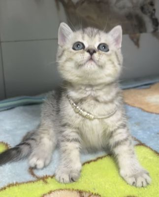 Продаеться мальчик