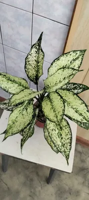 Аглаонема Супер Вайт