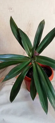 Продам. Рэо. Цветок - оберег от злого глаза.