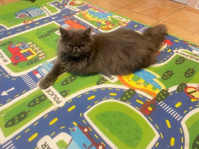 Persidiskiy mushuk qiz