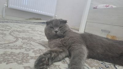 Очаровательный британский вислоухий кот ищет новый дом