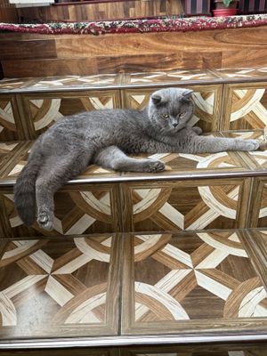 Очень милая кошка и очень ласковая