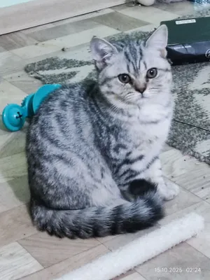 Котята скоттиш страйт