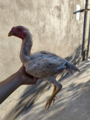 Dakan joja xoroz oq 3 oyli