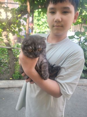 Кот породы Scottish fold