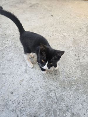 Котёнок девочка 2 месяца