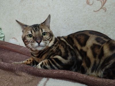 Бенгальский кот для вязки