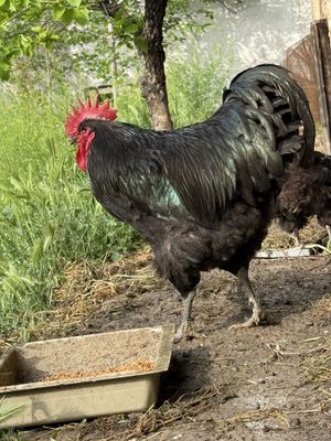Jersi gigant tovuqlari sotiladi