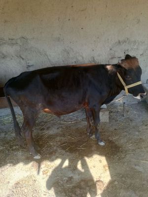 2 Xukiz sotiladi Navoiy viloyati kanmeh tumani