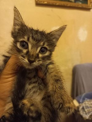 Отдам котят в хорошие руки