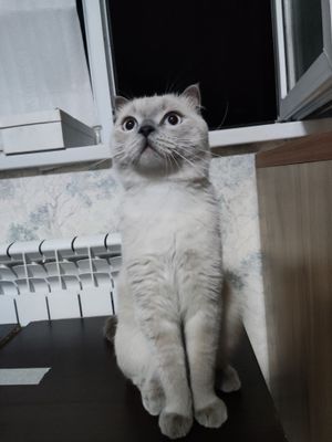 Вязка. Скоттиш страйт.