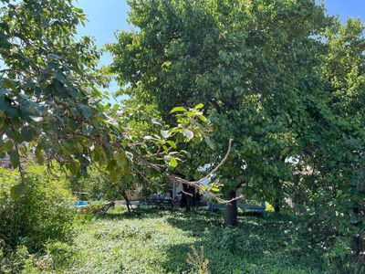 Продается дача 12 соток Ташморе (Пскент)