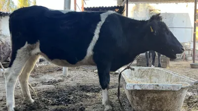 Продаётся молодая корова G’unajin sotiladi yosh