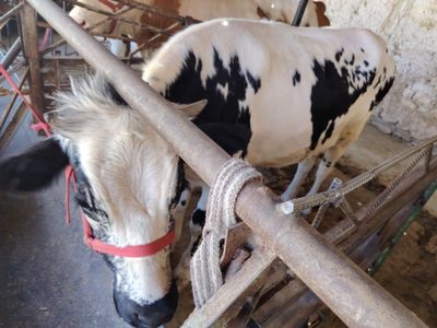 Чёрный пыёстра гуножинлани сотилади