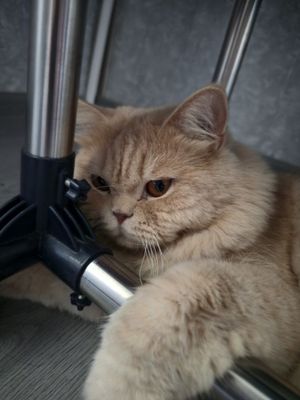 Кот британский длинноволосый