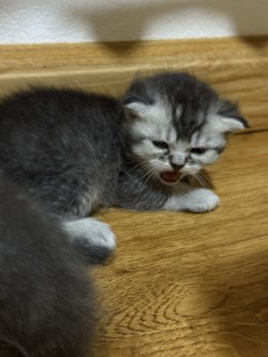 Котята шотландская шиншилла родились 3 недели назад