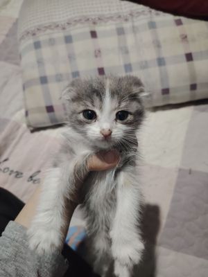 Mushuk Scottish Fold 2 yarim oyli