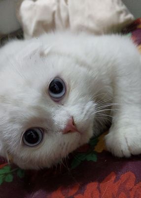 Scottish fold mushuk sotiladi