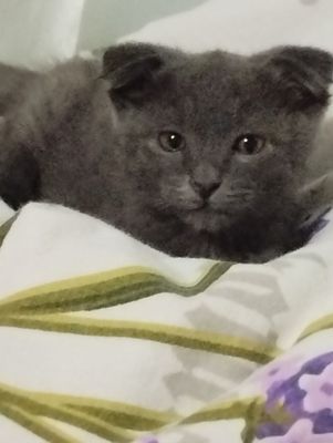Котёнок, вислоухий