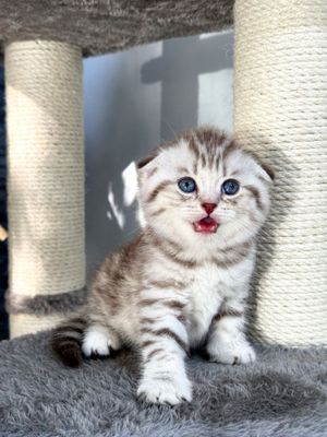 Шотландский скоттиш фолд