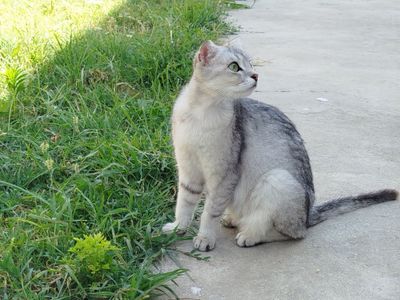 Scottish fold mushuk