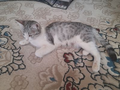 mushuk hadya qilaman 4 ta bolasi bn