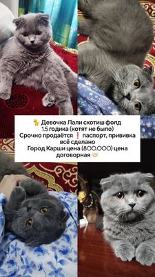 Продается кошка девочкаг