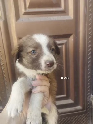 Щенята в добрые руки