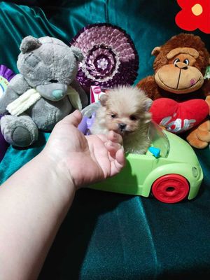 Померанский. Шпиц