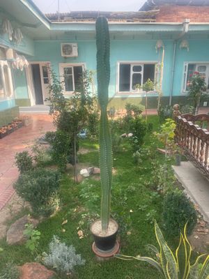 Кактус цветок