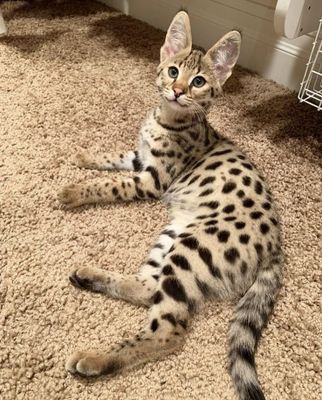 Savannah purebred cat F2 Чистокровный самец Саванна