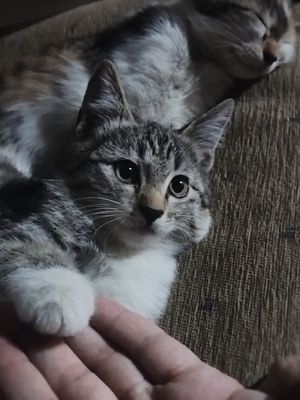 Отдам котят в хорошие руки